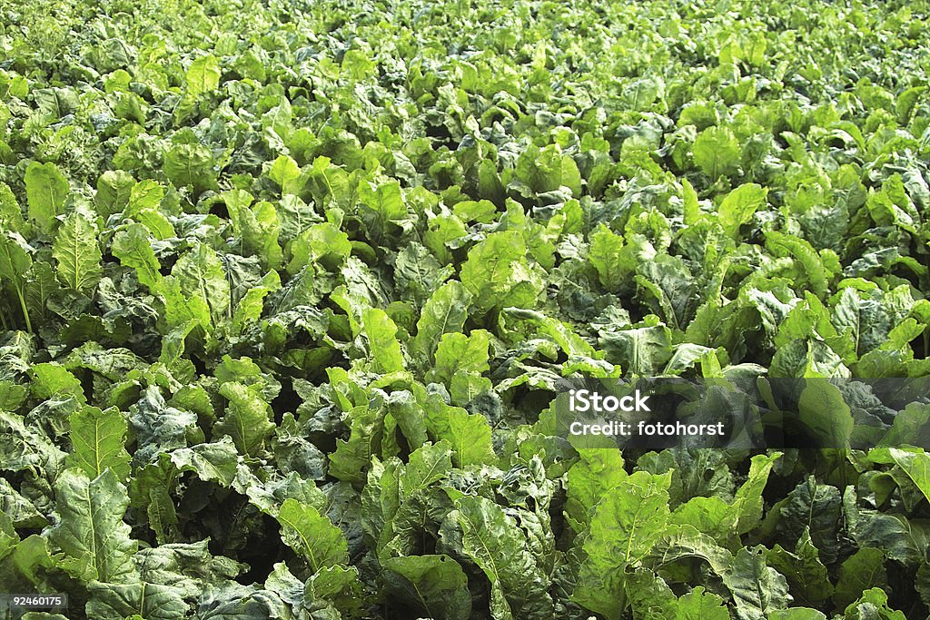 Beterraba Sacarina - Royalty-free Agricultura Foto de stock