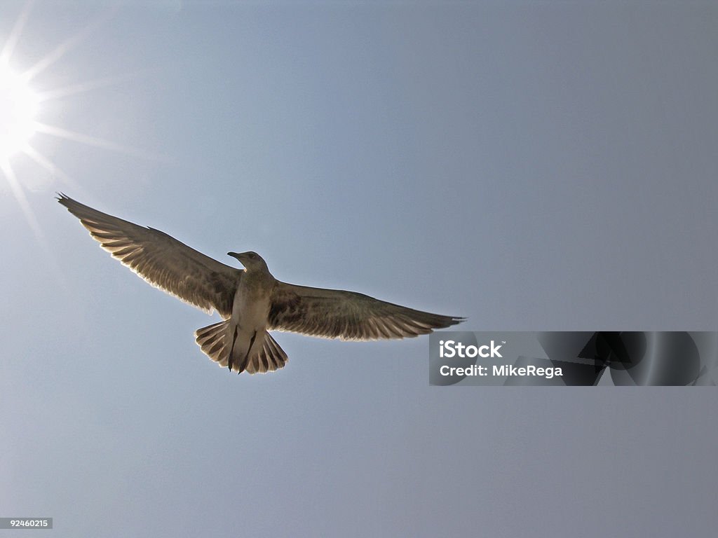 En el sol - Foto de stock de Aire libre libre de derechos