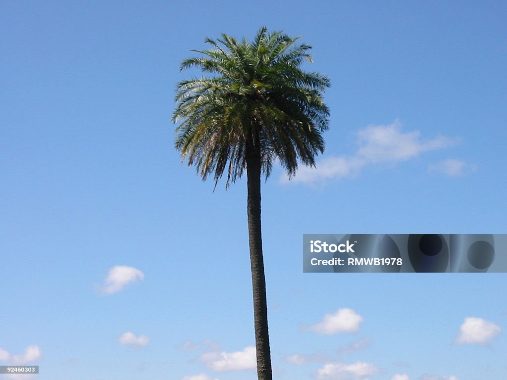 пальма - Стоковые фото Без людей роялти-фри