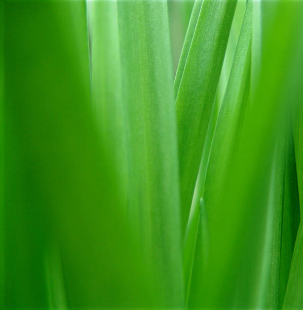 Naturaleza de la portada del CD. - foto de stock