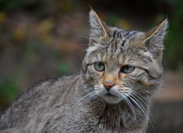 istock Close-Up Portrait Of Cat 924603956