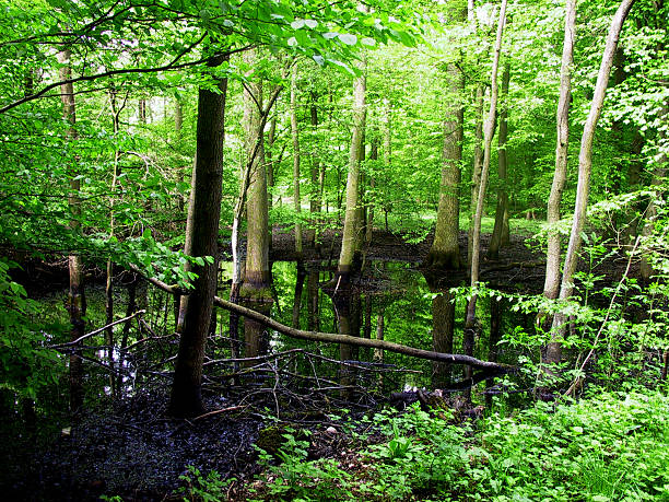 deciduous forest stock photo