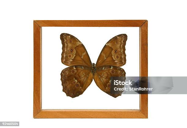 Schmetterling Unter Glas 1 Stockfoto und mehr Bilder von Bauholz - Bauholz, Bilderrahmen, Extreme Nahaufnahme