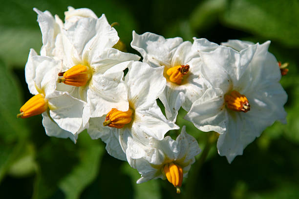 istock Potato Plant Flowers (clope up) 92460540