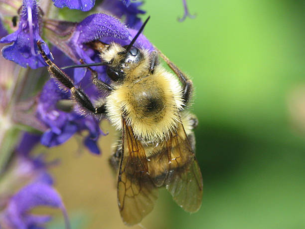 Bumble Bee polinización - foto de stock