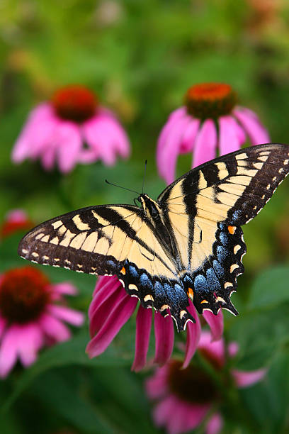 butterfly2 - fotografia de stock