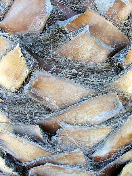 istock Trees - closeup of palm trunk 92460683
