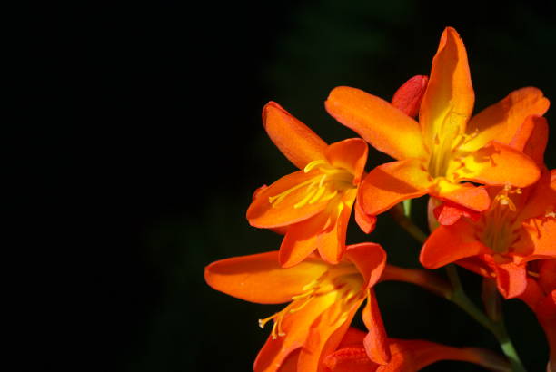 istock Beautiful Orange Flower Against Black Background in Summer 924607872