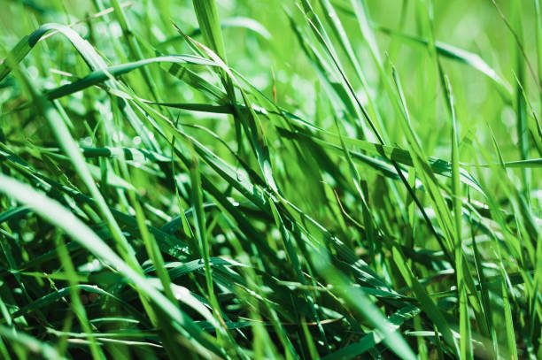 istock Green grass and morning dew 924609536