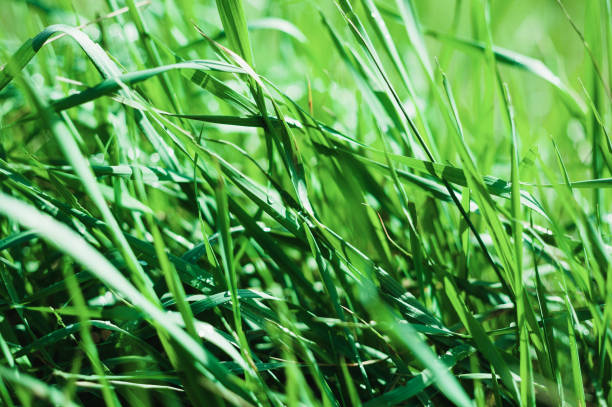 istock Green grass and morning dew 924609584