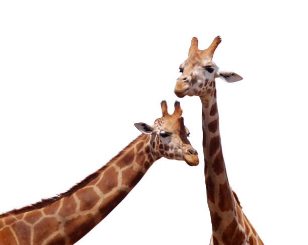 istock Close-Up Of Giraffes Against Clear Sky 924609934