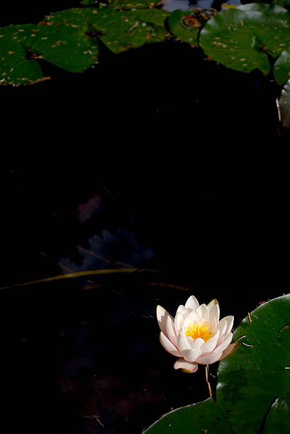 istock Lotus flower on dark pond 92461033