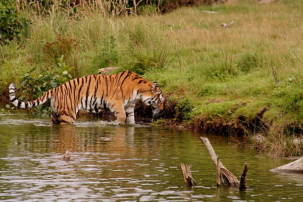 тигр купальник - tiger animal endangered species human face стоковые фото и изображения