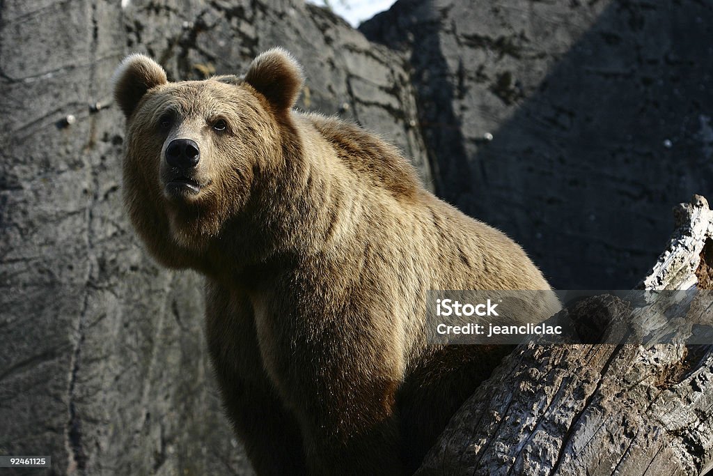 bear  Copenhagen Stock Photo