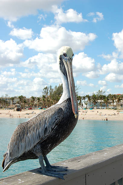 istock Pelican at the Pier 92461141