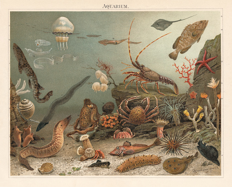 Marine aquarium in the Zoological Station Naples (Stazione Zoologica Anton Dohrn), Italy. Founded in 1872. Depiction: 1) Mediterranean scallop (Pecten jacobaeus); 2) Mediterranean moray (Muraena helena); 3) Red sea squirt (Halocynthia papillosa, 3 exemplars); 4) European conger (Conger conger); 5) Tun shell (Tonnidae); 6) Vase tunicate (Ciona intestinalis, 3 exemplars); 7) Nursehound (Scyliorhinus stellaris); 8) Venus' girdle (Cestum veneris); 9) Sea elephant (Pterotrachea coronata); 10) Salpa maggiore (Salpa maxima); 11) Barrel jellyfish (Rhizostoma octopus, or Rhizostoma pulmo); 12) European squid (Loligo vulgaris); 13) Egg braids of European squid (Loligo vulgaris); 14) Mediterranean feather star (Antedon mediterranea); 15) Common octopus (Octopus vulgaris); 16) Bath sponge (Spongia officinalis); 17) Coral (Astroides calycularis); 18) Sea anemones (Adamsia rondeletii) with cancer; 19) Starry weever (Trachinus radiatus); 20) Sea cucumber (Stichopus regalis); 21) Piper gurnard (Trigla lyra); 22) Shame-faced crab (Calappa granulata); 23) European spider crab (Maja squinado); 24) Spiny lobster (Palinurus elephas); 25) Pelagic stingray (Pteroplatytrygon violacea); 26) Dusky grouper (Epinephelus marginatus); 27) Precious coral (Corallium rubrum); 28) Purple seastar (Ophidiaster ophidianus); 29) Mediterranean fanworm (Sabella spallanzanii); 30) Tubular worm (Protula tubularia); 31) Goose foot starfish (Anseropoda placenta); 32) Yellow tree coral (Dendrophyllia ramea); 33) Sea hare (Aplysia limacina); 34) Long-spine slate pen sea urchin (Cidaris cidaris); 35) Common torpedo (Torpedo torpedo); 36) Golden anemone (Condylactis aurantiaca); 37) Cylinder anemone (Cerianthus membranaceus). Lithograph after a drawing by Comingio Merculianol (Italian painter, 1845 - 1915), published in 1897.