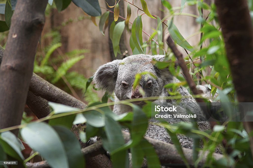 koala - Zbiór zdjęć royalty-free (Australia)