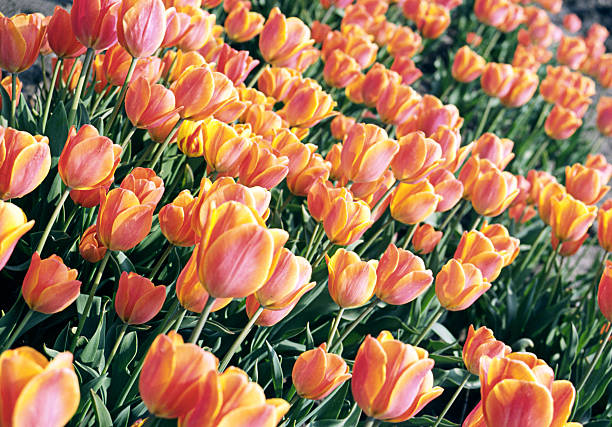 Beautiful Orange Tulips stock photo