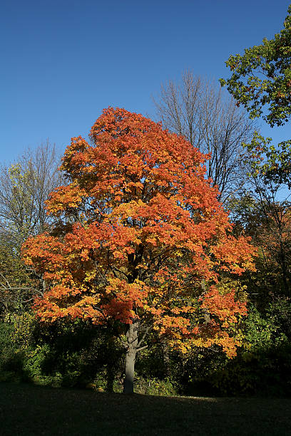 árbol de arce naranja en el otoño - lisle fotografías e imágenes de stock