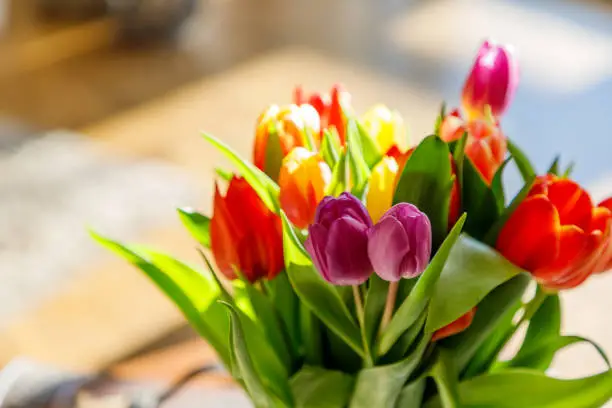 Colorful tulips in the sunlight on the living room table