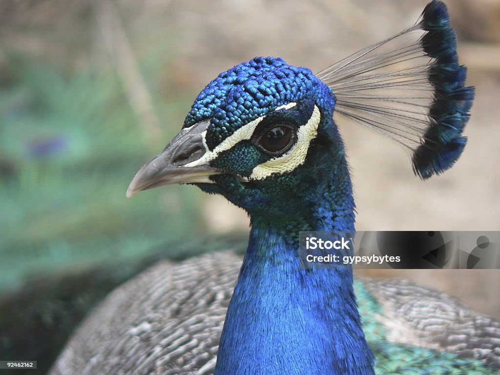 Peacock - Foto de stock de Azul libre de derechos