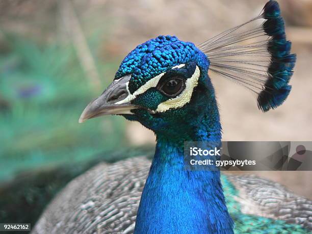 Peacock Foto de stock y más banco de imágenes de Azul - Azul, Cerrado, Clima tropical