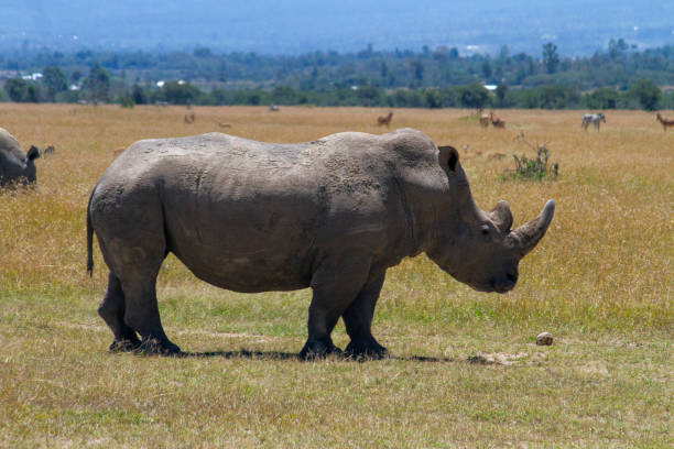 istock Rhino Camp in Africa 924624180