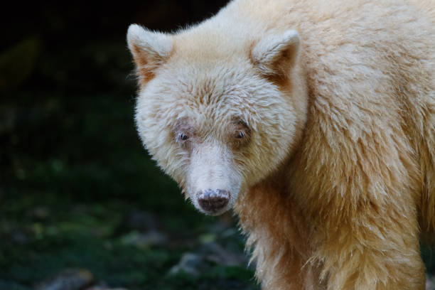 istock Kermode Spirit Bear in Canada's Great Bear Rainforest 924628202