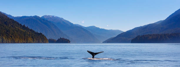 istock Humpback Whale and the Pacific Northwest Coast 924628464