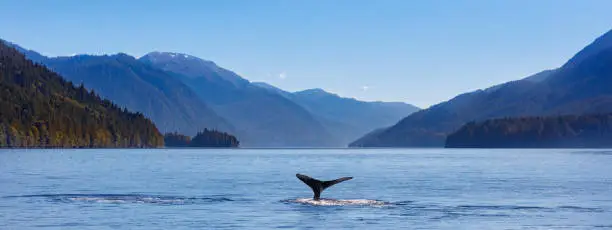 Photo of Humpback Whale and the Pacific Northwest Coast