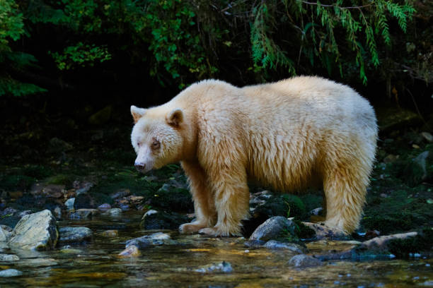 istock Kermode (Spirit) Bear hunting for salmon in Canada's Great Bear Rainforest 924628904