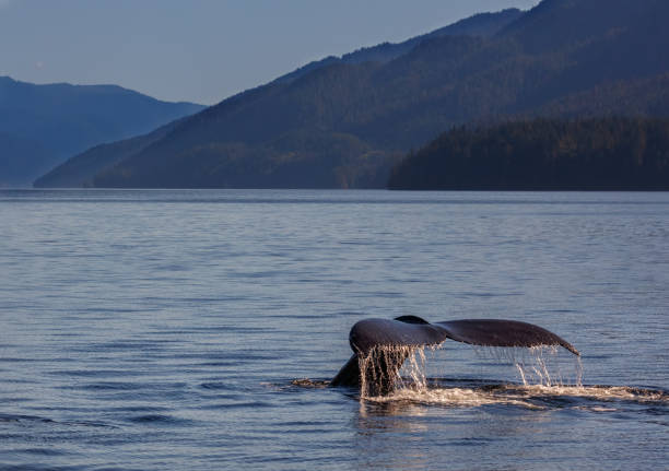istock Humpback Whale and the Pacific Northwest Coast 924629060