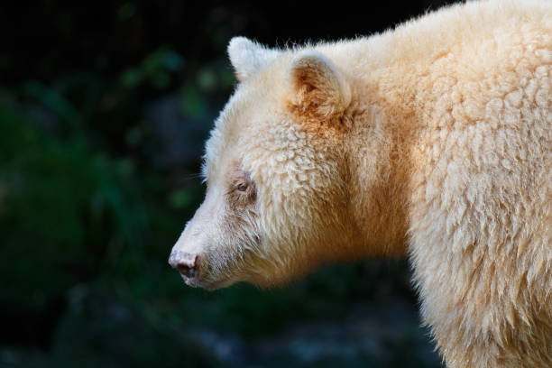 istock Kermode Spirit Bear in Canada's Great Bear Rainforest 924629294