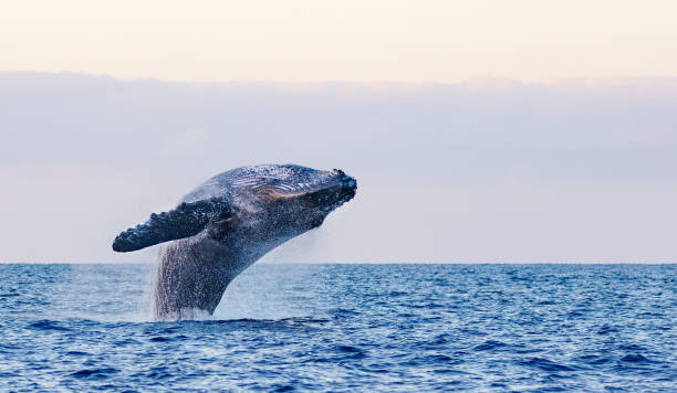 Humpback Whale Breaching in Hawaii Humpback Whale whale jumping stock pictures, royalty-free photos & images