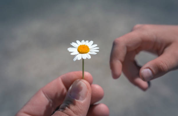 istock hand giving wild flower with love at sunset. 924631602