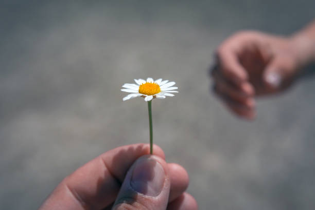 istock hand giving wild flower with love at sunset. 924631742