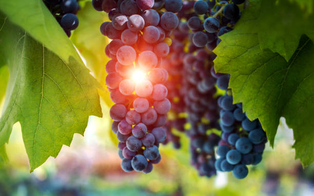 raisins de cuve, une mûre grappe de raisin noir, sous le soleil. - sunlit grapes photos et images de collection