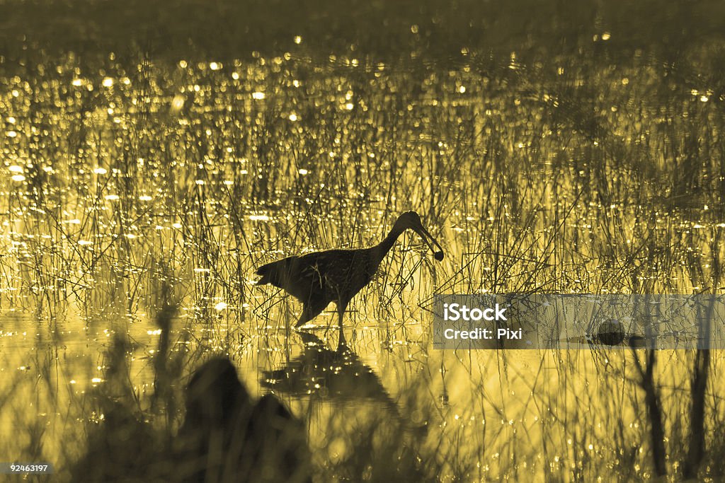 Silhouette di uccello in Florida palude erba - Foto stock royalty-free di Acqua