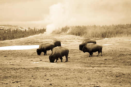 Vintage sepia bison or American buffalo grazing next to steaming Old Faithful  Geyser in Yellowstone National Park, Wyoming in winter.