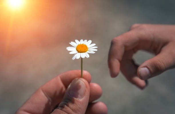 istock hand giving wild flower with love at sunset. 924631982