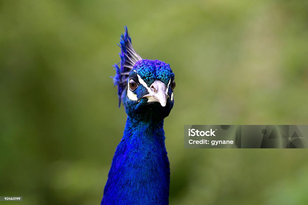 Testa di pavone kew botanical gardens Londra, Regno Unito - Foto stock royalty-free di Animale maschio