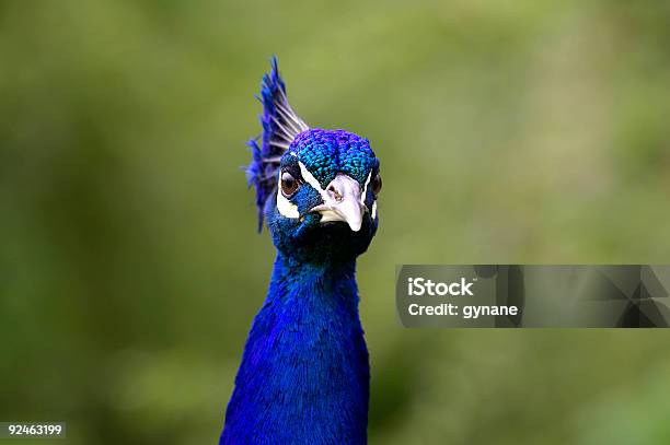 Testa Di Pavone Kew Botanical Gardens Londra Regno Unito - Fotografie stock e altre immagini di Animale maschio