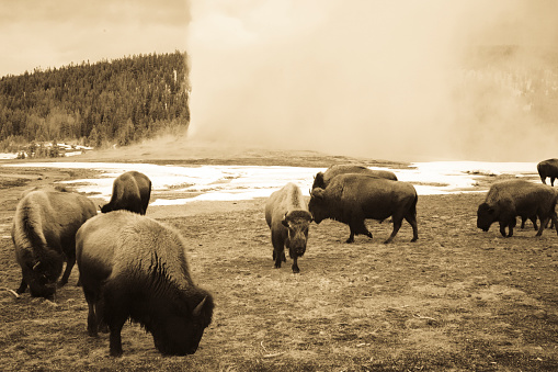 Vintage bison or American buffalo grazing next to steaming Old Faithful  Geyser in Yellowstone National Park, Wyoming in winter.