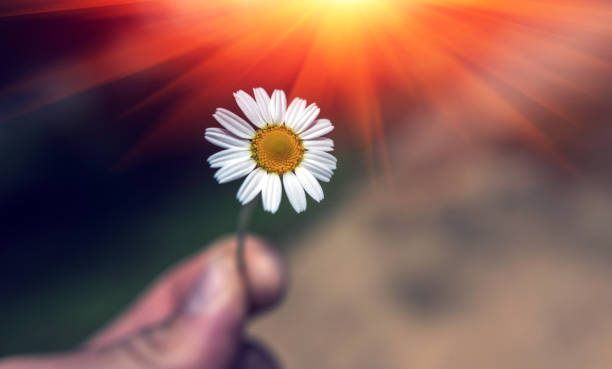 istock Hand gives a wild daisy flower with love at sunset. 924633078