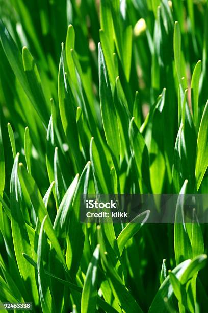 Nahaufnahme Von Grass Stockfoto und mehr Bilder von Abstrakt - Abstrakt, Anzünden, Bildeffekt