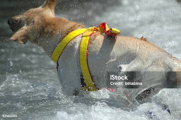 Cane Da Soccorso - Fotografie stock e altre immagini di Acqua - Acqua, Amicizia, Assistenza