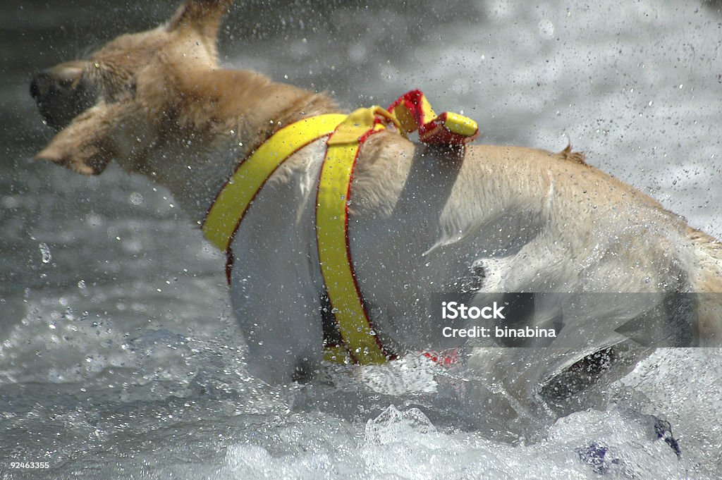 Cão de busca e resgate - Royalty-free Alívio Foto de stock