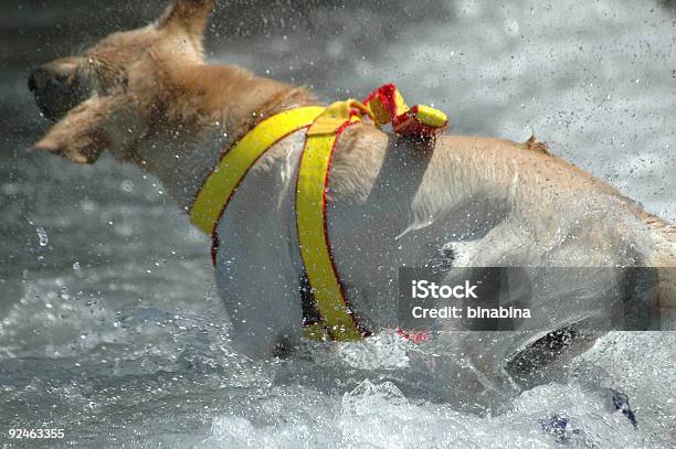 Спасательная Собака — стоковые фотографии и другие картинки SOS - английское слово - SOS - английское слово, Бегать, Без людей