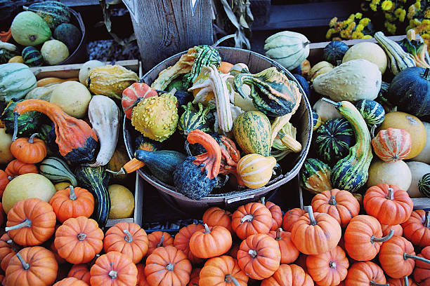 カボチャと Squashes ストックフォト