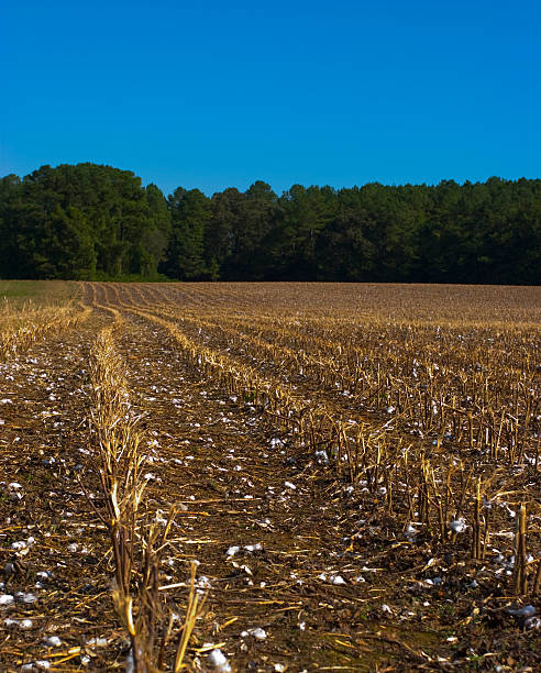 Cotton Fields after Harvest stock photo